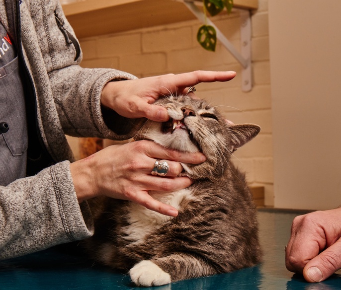 Veterinarian examining a pet