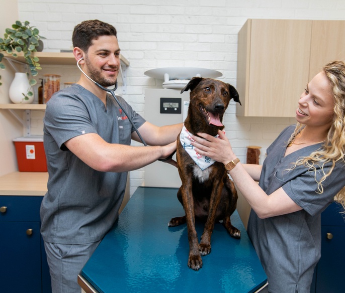Vet with pet in exam room