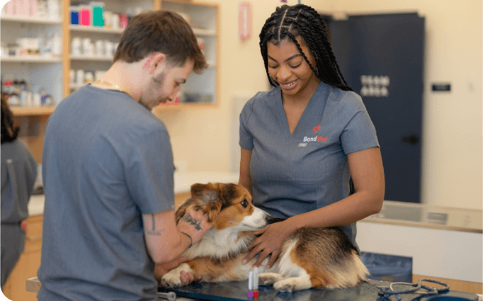 Veterinary Technician Opportunities