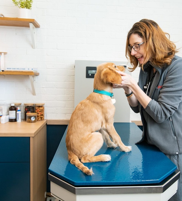 Dr McLaughlin at Bond Vet with dog