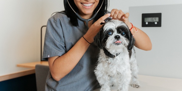 What Is Cherry Eye in Dogs & Cats?