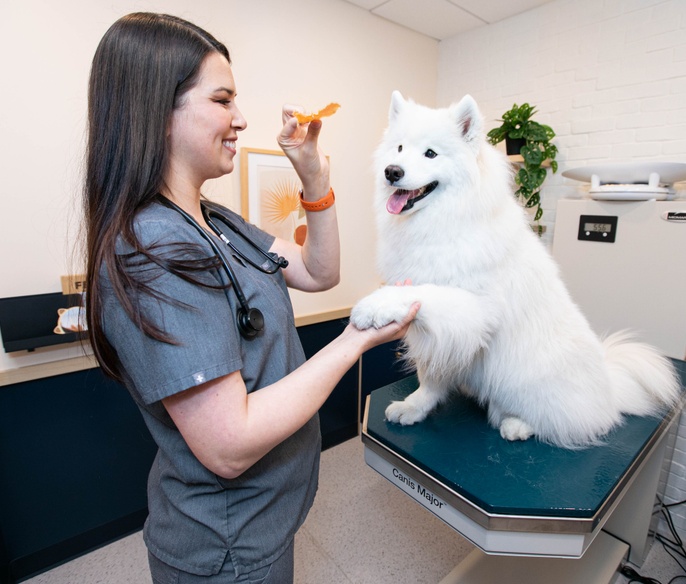 Veterinarian examining a pet
