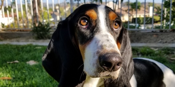 What Is Entropion in Dogs & Cats?