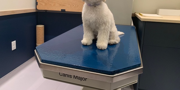 Is My Dog Smart? Here’s How to Tell