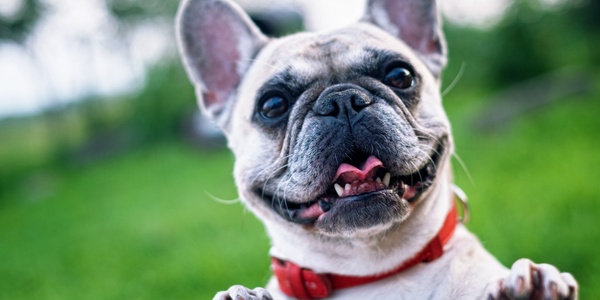 Do Dental Treats Really Work?