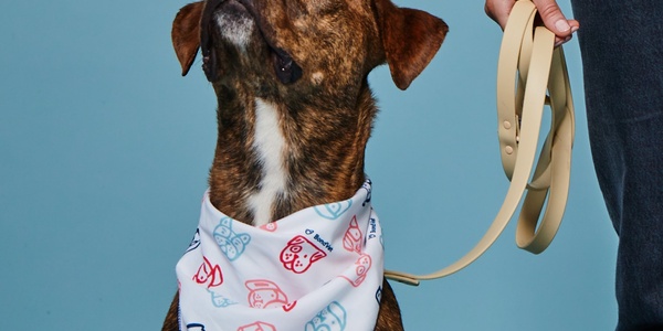 First Aid for Dogs: A Guide to Basic Supplies and Procedures