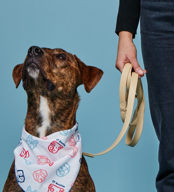 Bond Vet dog looking up on a leash with their pet parent