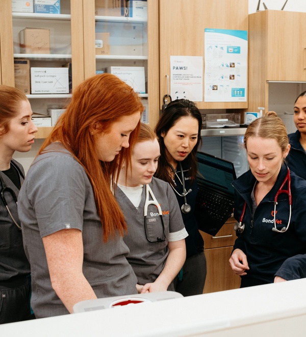 Bond Vet Expands MADE New Graduate Program