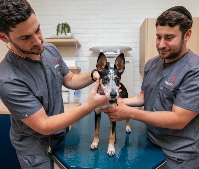 Veterinarian examining a pet