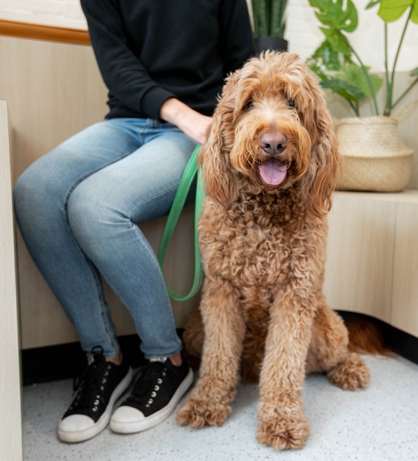 Can Dogs Get Depressed, and How Can You Help?