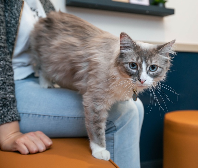 Pet in clinic lobby