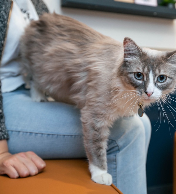 Ways to Reduce Cat Shedding