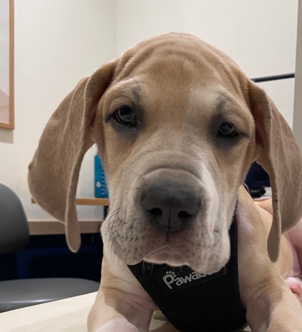 Dog in a Bond Vet exam room