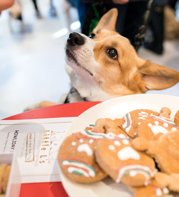 8 Pet-Friendly Thanksgiving Foods