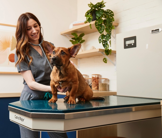 Vet with pet in exam room