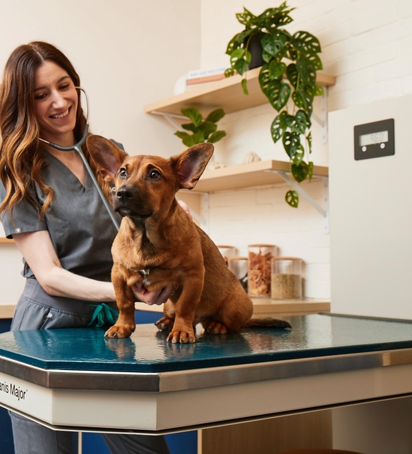 Vet caring for a dog in a Bond Vet exam room
