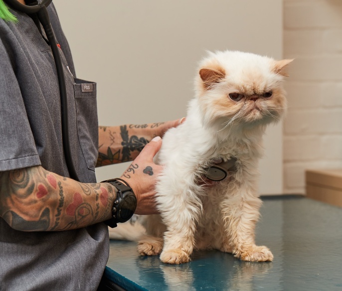 Doctor examines cat with stethoscope at Bond Vet- Lynnfield