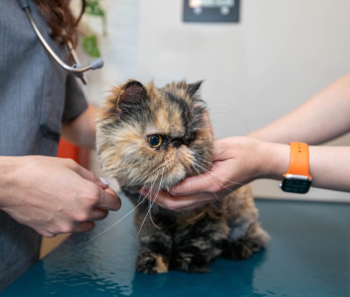 Cat being examined at Bond Vet - Ditmas Park