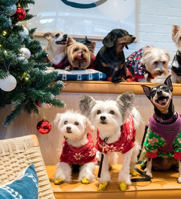 Holiday safety tips for dogs and cats from a veterinarian
