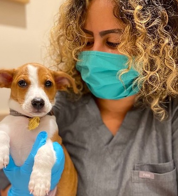 Orthopedic surgery to repair luxating patella in dogs and cats