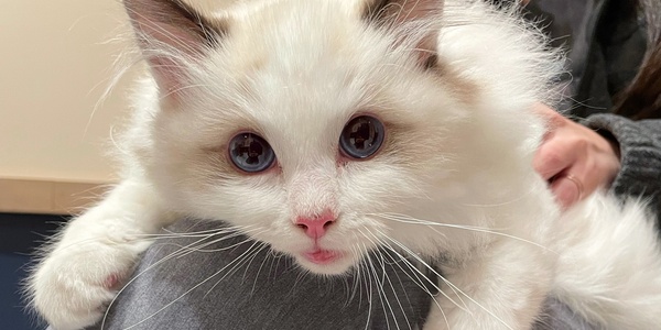 Why Is My Cat Throwing Up Blood?