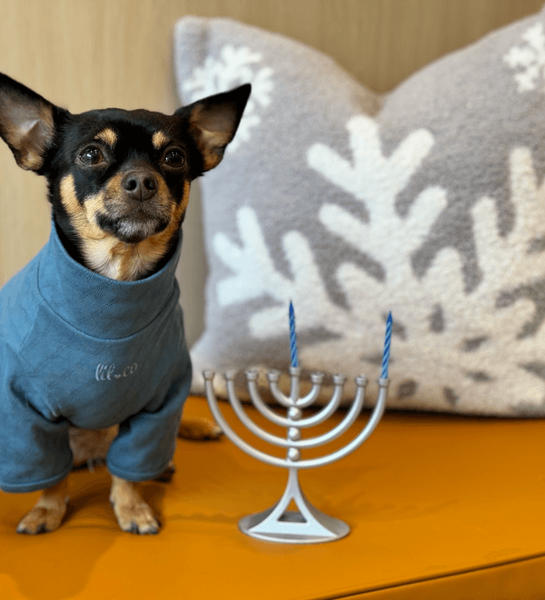 Bond Vet dog and a menorah during the holidays