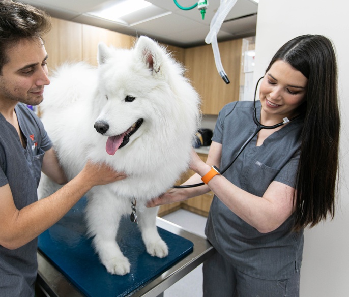 Vet with pet in examination room