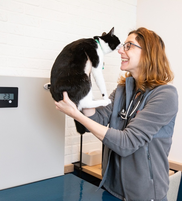 Gastrointestinal surgeries for cats and dogs at Bond Vet