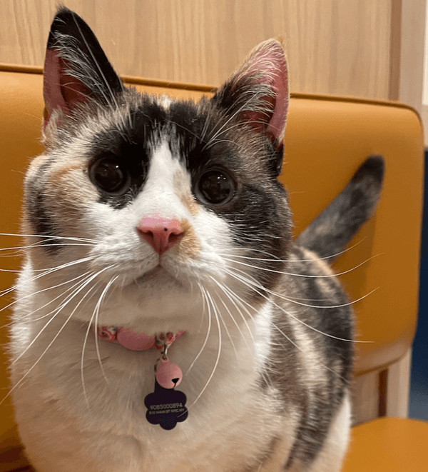 Cat Digestive Problems