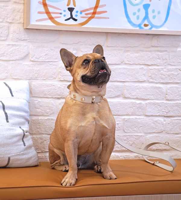 Dog sitting on a bench at Bond Vet