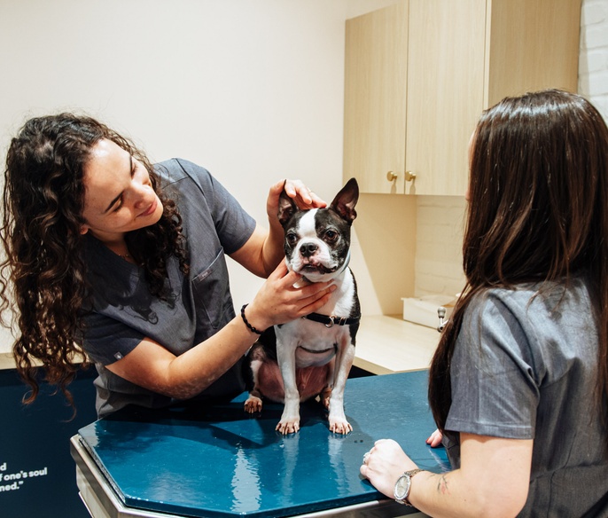Two vets a dog in the exam room in Bond Vet - Seaport