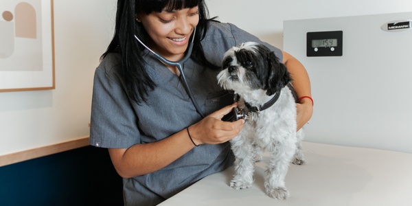 Dogs with Cancer: Signs, Treatment, and What to Do Next