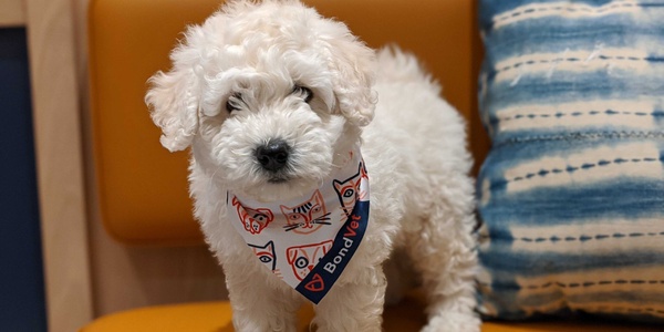 Are Hypoallergenic Dogs Real?