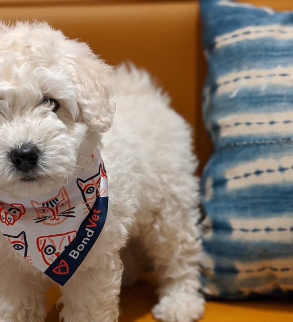 Are Hypoallergenic Dogs Real?