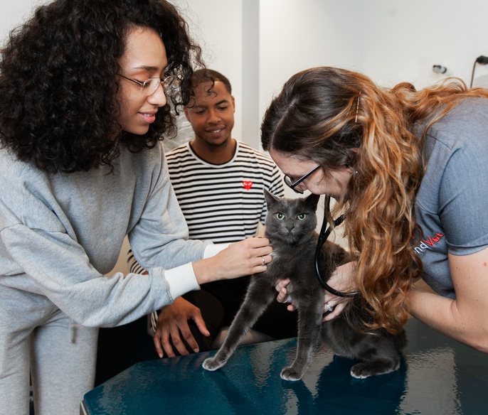 Cat being examined with pet owners in the exam room at Bond Vet - Arlington