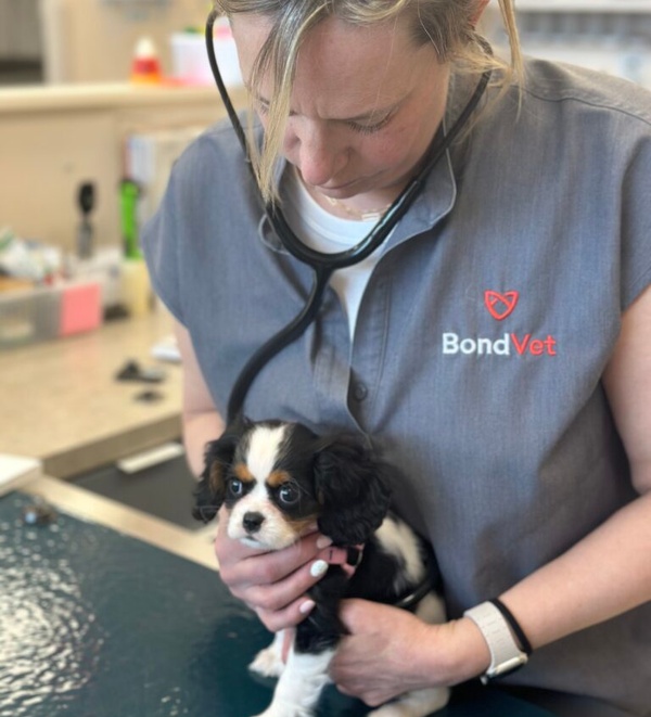 Celebrating Our Veterinarians: The Heart of Animal Care