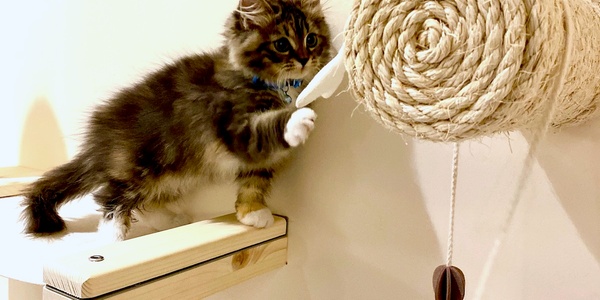 What’s Normal Behavior for My Cat?