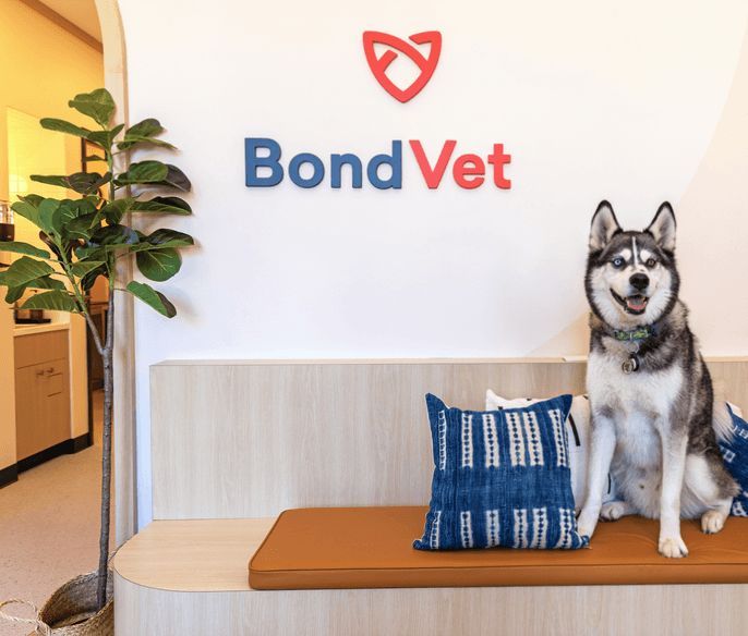 Dog sitting on a bench in the lobby of Bond Vet - Wicker Park