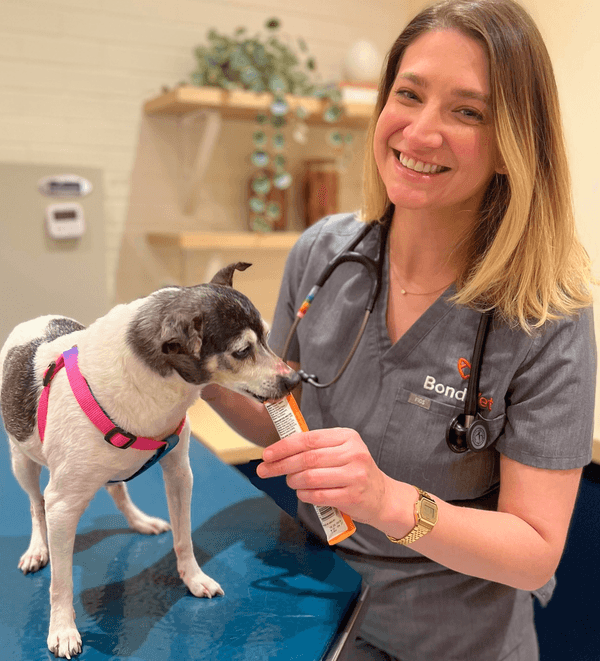 Women’s History Month: Reflecting on the Women Shaping Veterinary Medicine