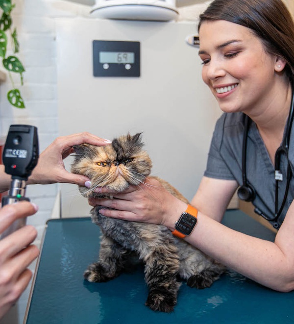 Conjunctivitis in Dogs: Symptoms, Treatment, and More