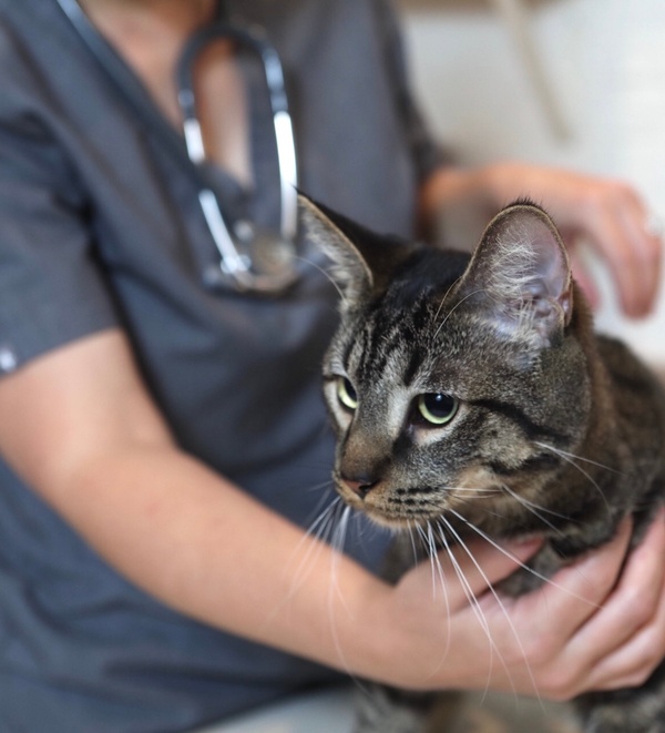 Bond Vet veterinarian with a cat