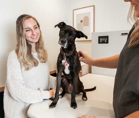 Dog on examination table